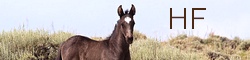 HORSE FREE :  Terre des Mustangs