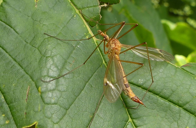 Tipula Lunatipula Sp Tipulidae Le Monde Des Insectes