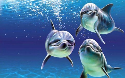 papel de parede com golfinhos
