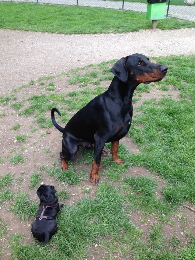 rencontre avec mon chien