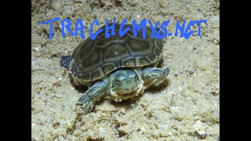 TRACHEMYS.NET