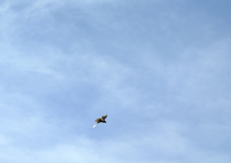 dscf3210.jpg