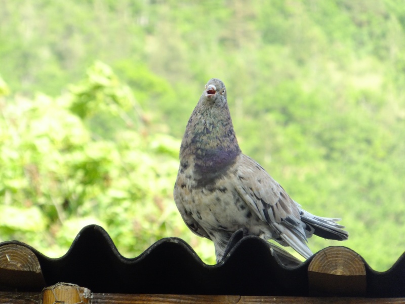 dscf3215.jpg