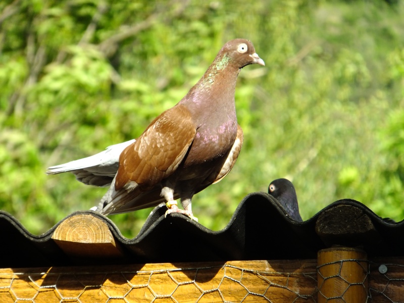 dscf3216.jpg