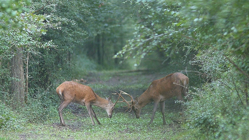 mi-aout : entrainement au combat chez les cerfs... Les photos