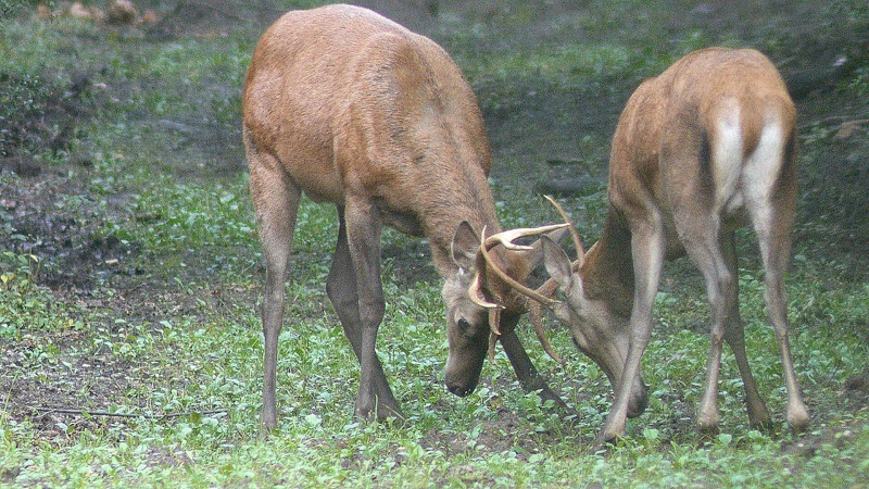 mi-aout : entrainement au combat chez les cerfs... Les photos