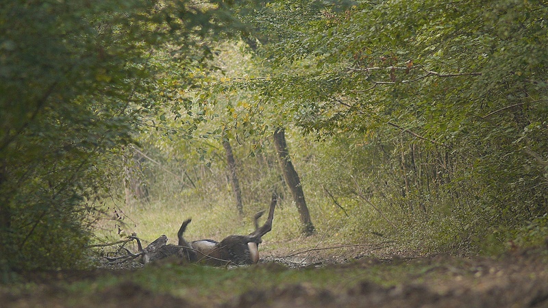 Cerf à la bauge...