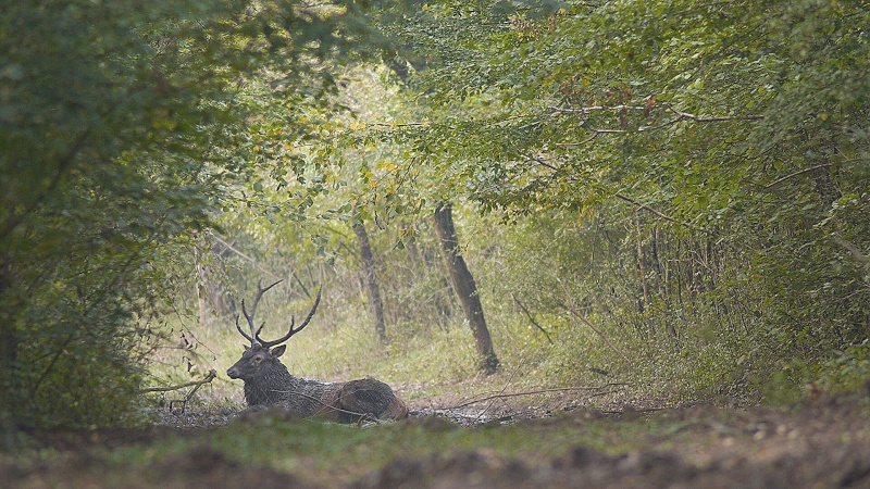 Cerf à la bauge...