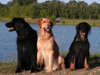 rencontre chiot et chien adulte