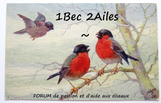 1bec2ailes