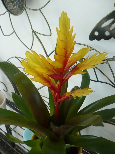 Bromelia Vriesea Au Jardin Forum De Jardinage