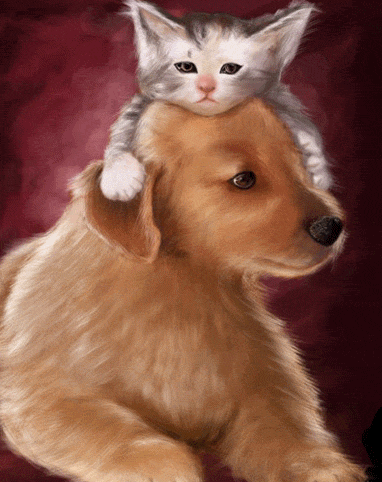 Entre chienne et chat dans MES ANIMAUX DE COMPAGNIE 9248f310
