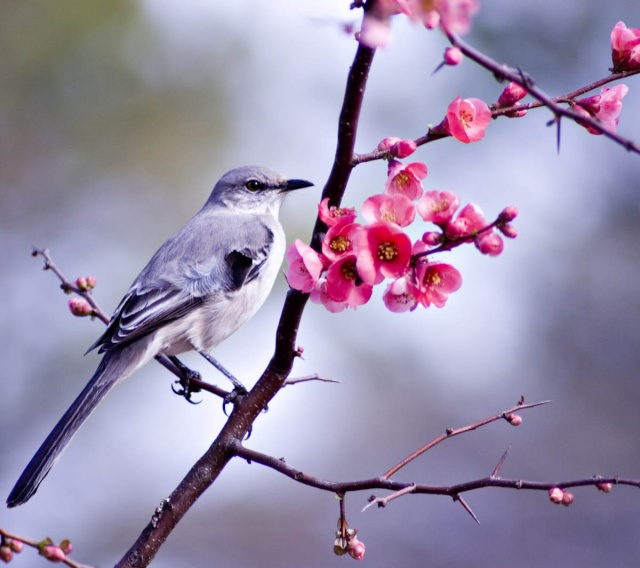 Le chant des oiseaux dans LES 4 SAISONS oiseau10
