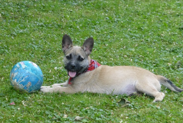 Canine câline dans MES ANIMAUX DE COMPAGNIE p1050410