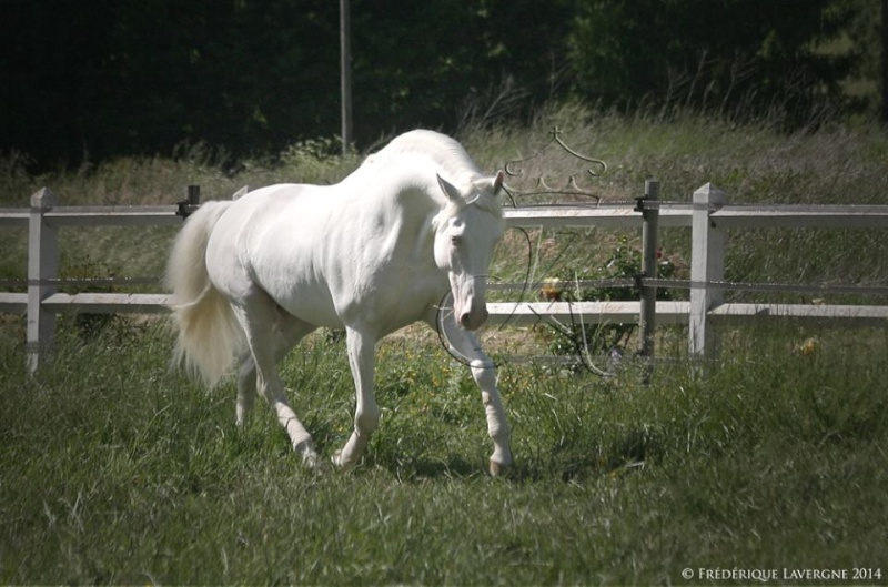 site de rencontre lusitanien