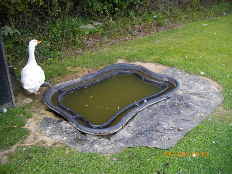 bassin preforme pour canard