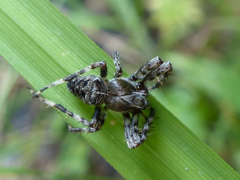 Global : Photos D'Araignées Du Québec - Arachnides Québécois - Araignée ...