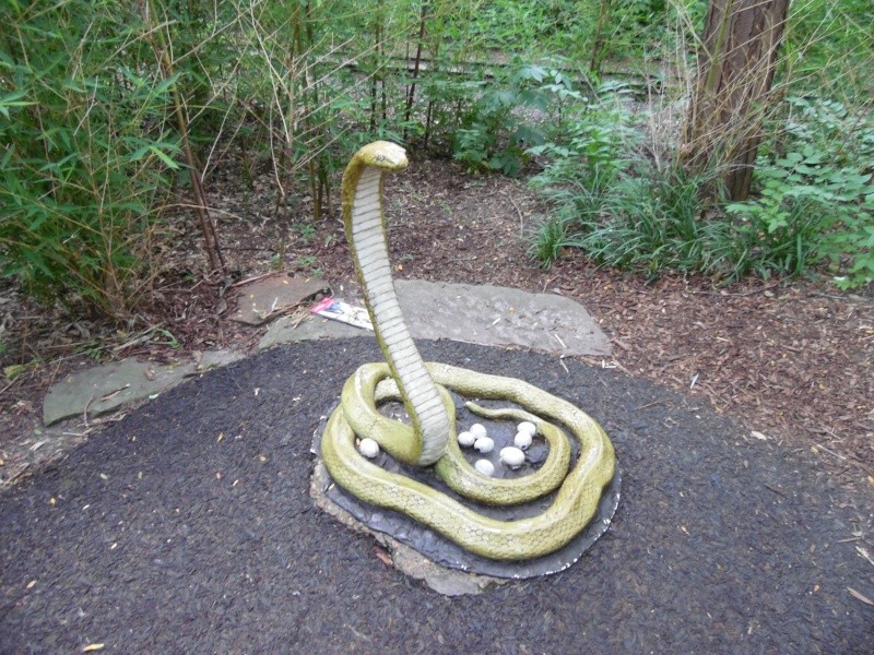 King Cobra  Saint Louis Zoo