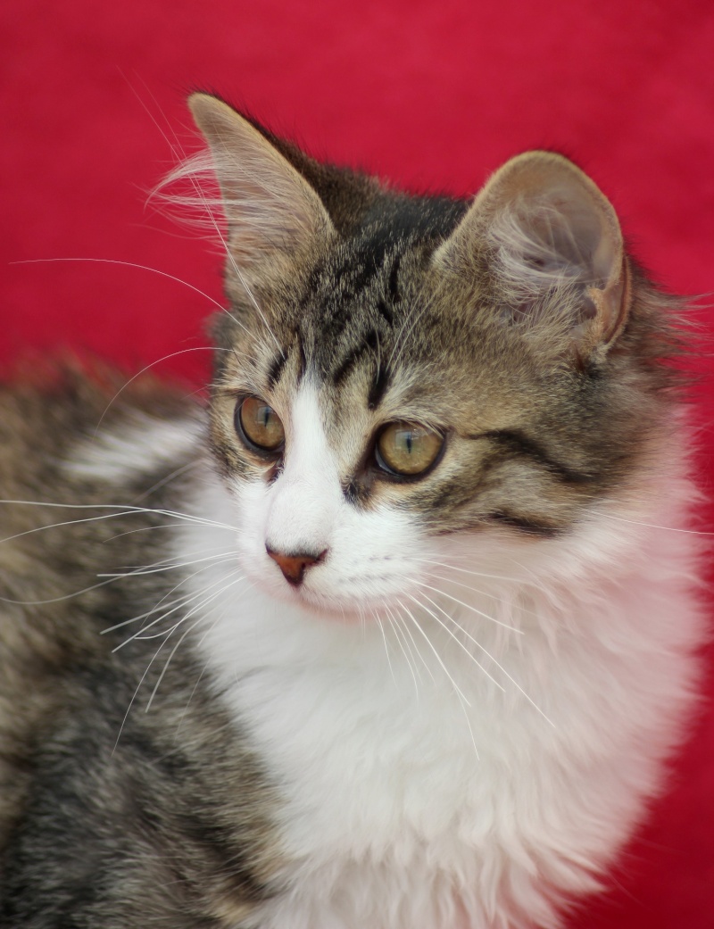 JULO, chaton tigré marron et blanc à poils milongs, abandonné enfermé dans un appart