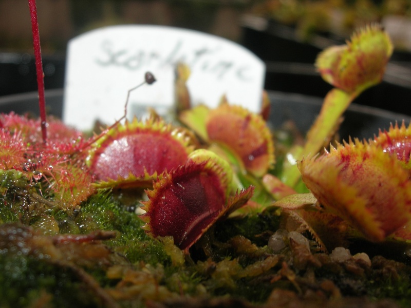 Dionaea Scarlatine Photos