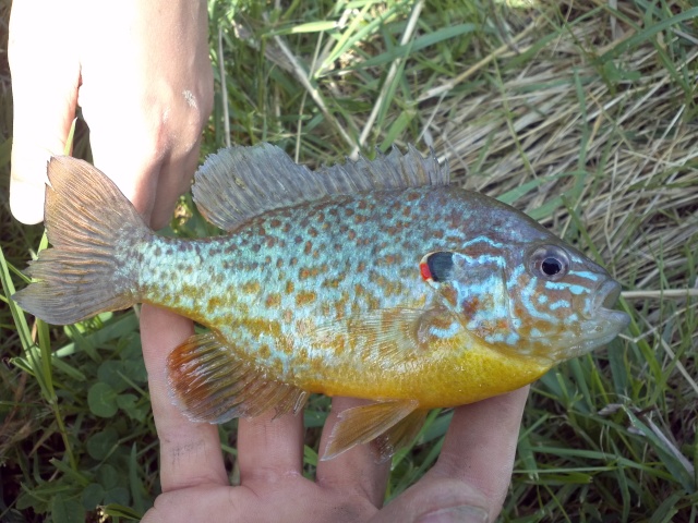 Sur quoi attraper léperlan dans la pêche russe 3