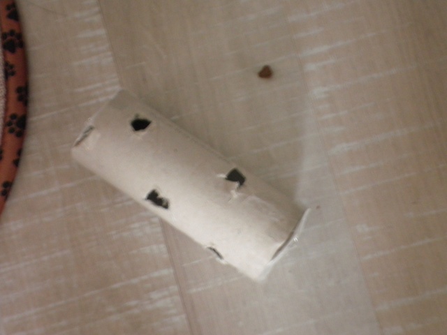jouet chat rouleau papier toilette