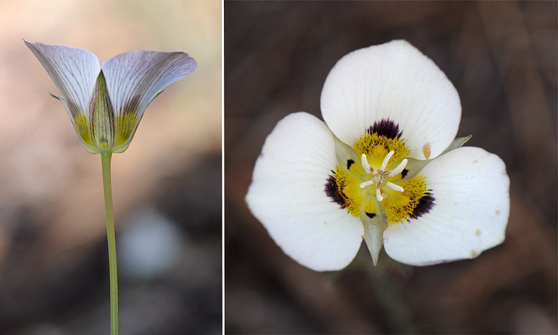 ophrys19.jpg