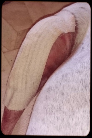 patte_10.jpg