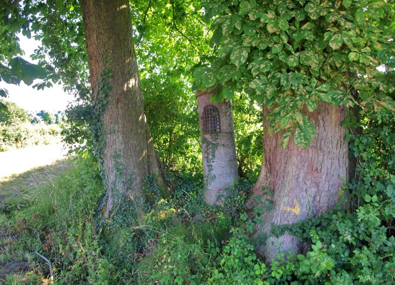 p7037511