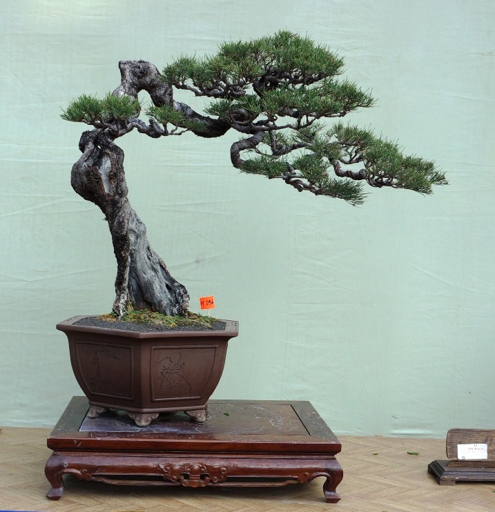 The Grand Indonesian  Bonsai  and Suiseki Exhibition