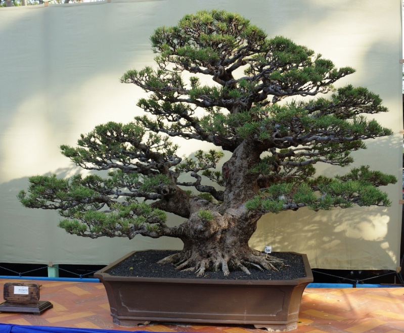 The Grand Indonesian  Bonsai  and Suiseki Exhibition