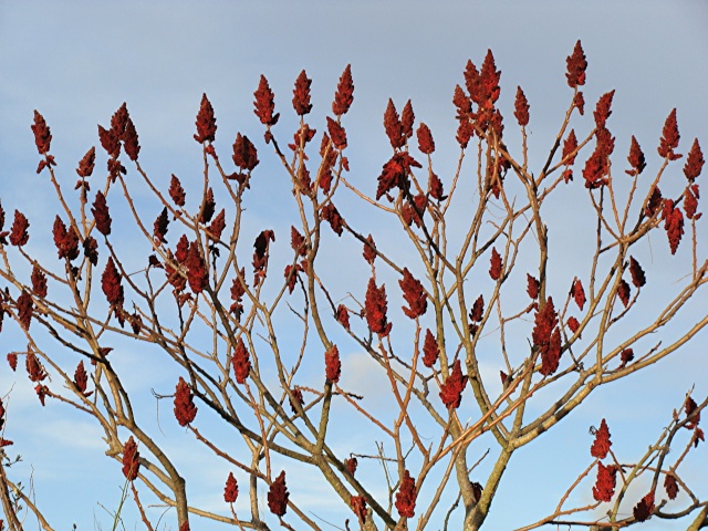  Sumac  de  Virginie 