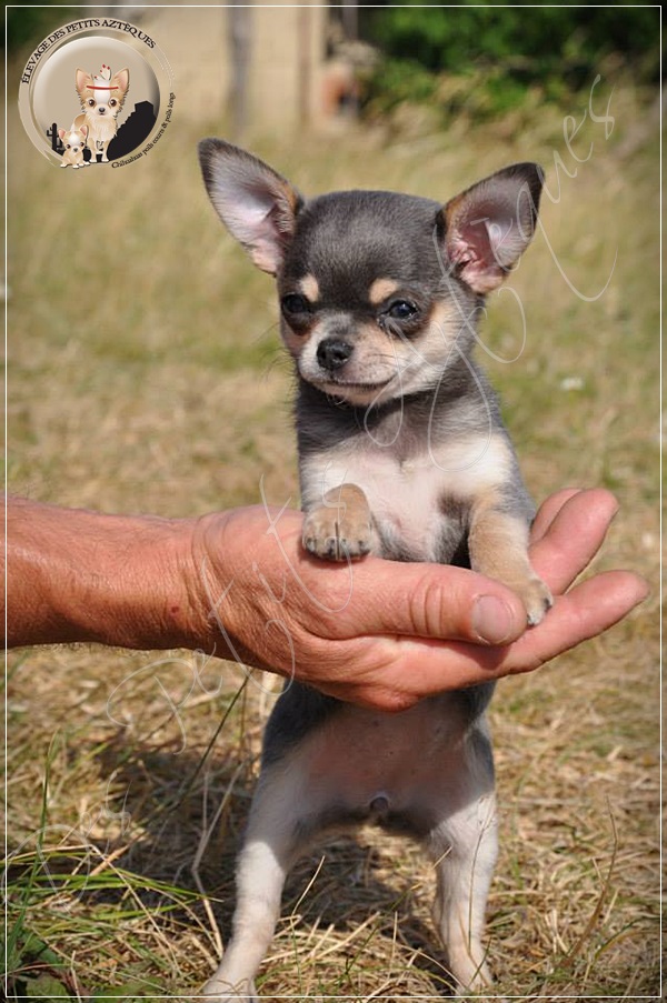 Chihuahua bleu tan et blanc 