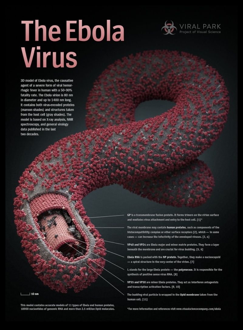 virus-10.jpg