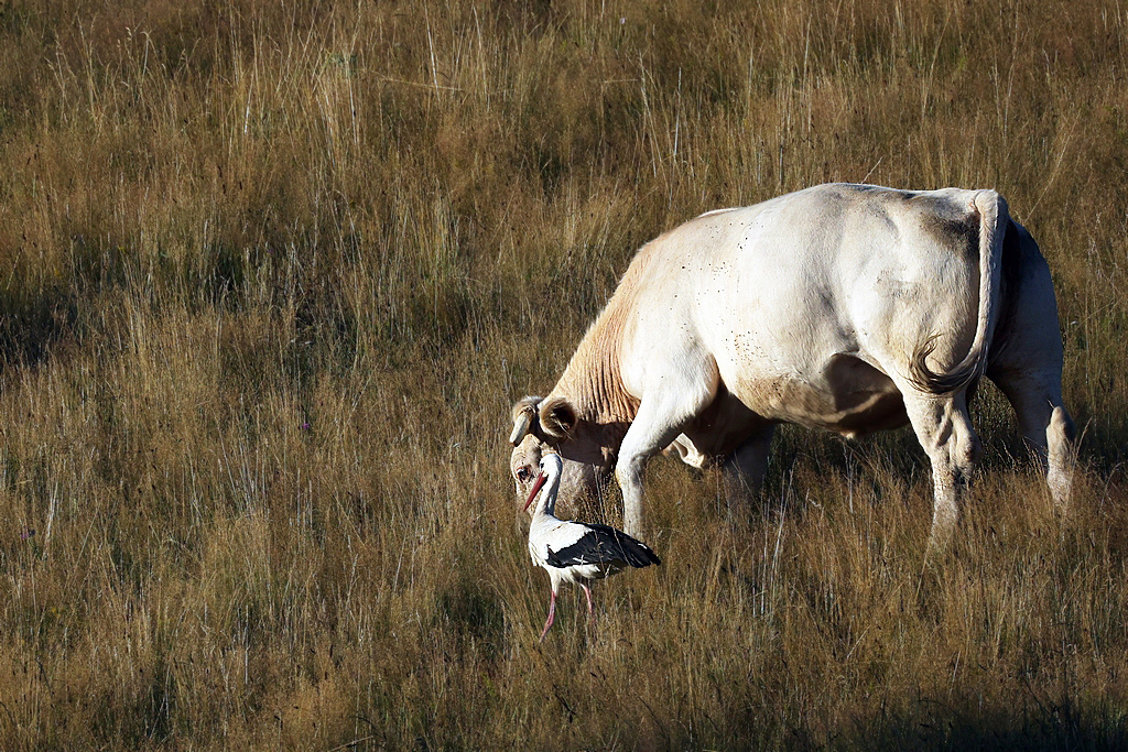 r6_79212.jpg