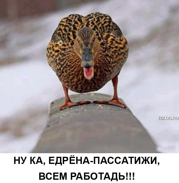 http://i39.servimg.com/u/f39/15/99/40/99/37951010.jpg