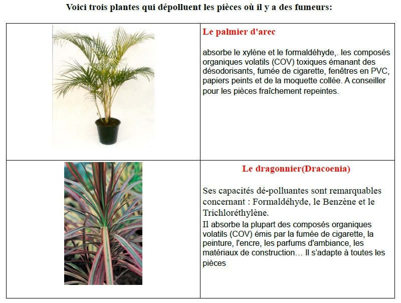 plante14.jpg