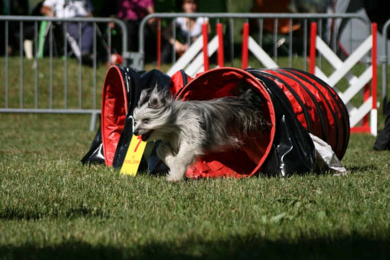 Concours d'agility à Chambéry - les photos Concours d'agility à Chambéry - les photos