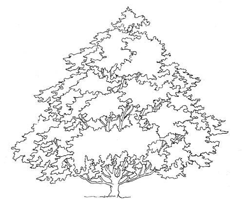 arbre_11.jpg