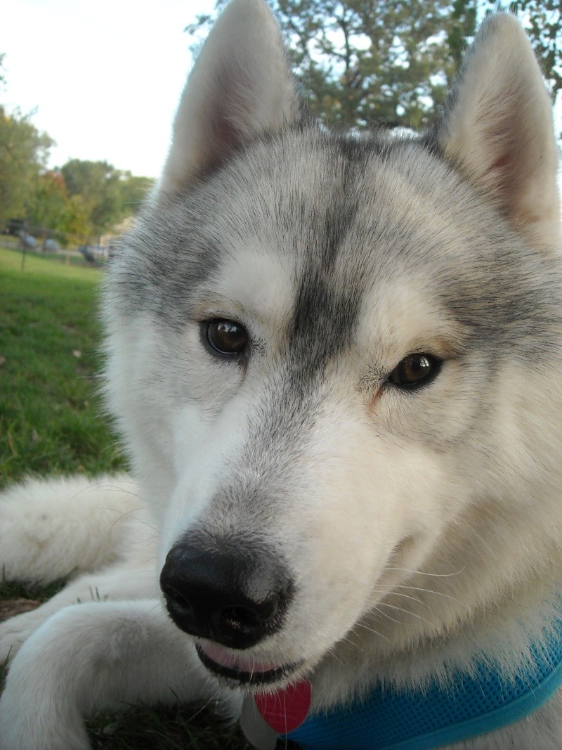 Husky Masks.