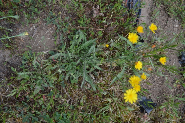 dsc_0311.jpg