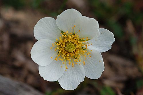 dryas210.jpg