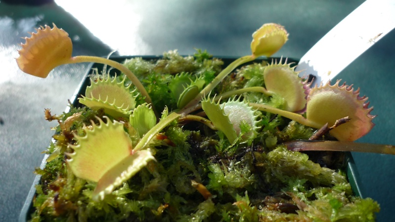 Dionaea 