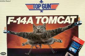 tomcat13.jpg