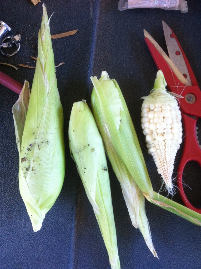 corn_h10.jpg