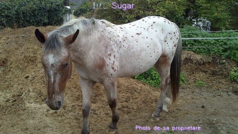 sugar11.jpg