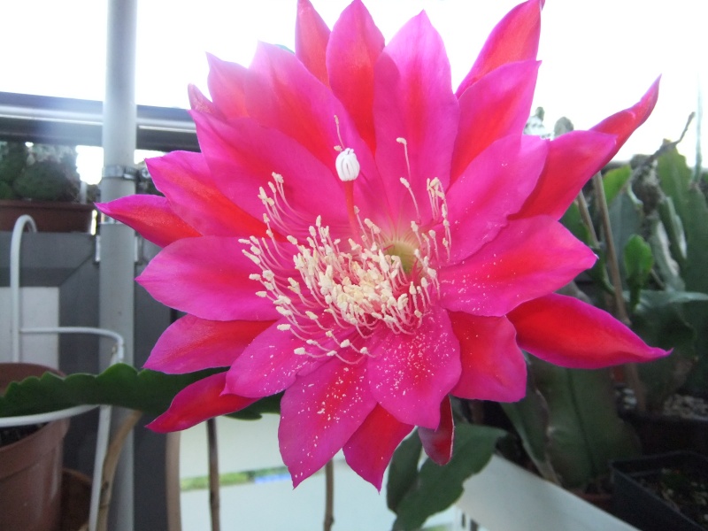 dscf0515.jpg