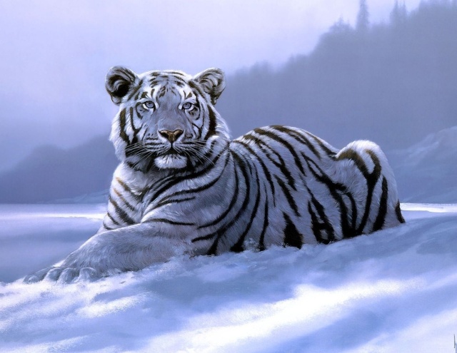 tigre_11.jpg