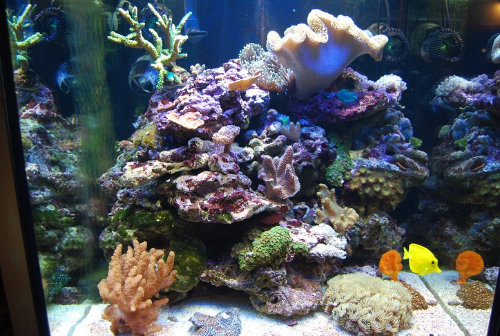 aquari10.jpg