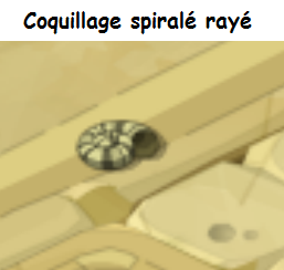 coquil11.png